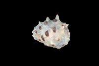 藏品(白齒岩螺)的圖片